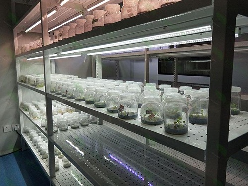 江源植物组织培养实验室设计建设方案